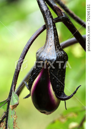 Eggplant baby Tadami Town, Fukushima Prefecture 70266181
