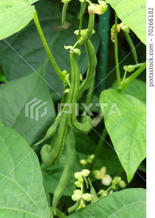 福島縣忠見町沒有葡萄的綠豆果實 福島縣忠見町沒有葡萄的綠豆果實 70266182