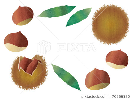 栗子手繪素材圖 70266520