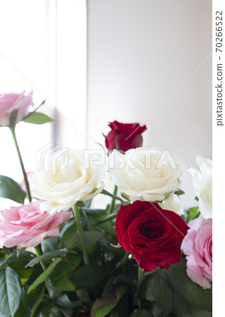 紅色，粉色和白色玫瑰花束 70266522