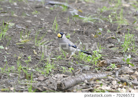 Japanese grosbeak 70266572