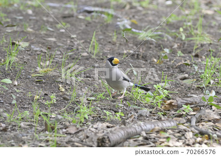 Japanese grosbeak 70266576
