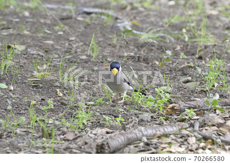 Japanese grosbeak Japanese grosbeak 70266580
