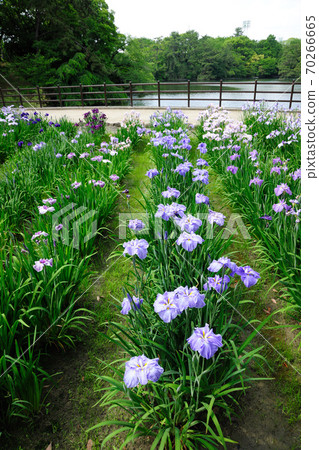 大池公園內的鮮花 70266665