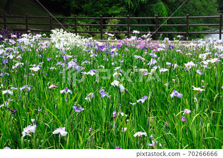 大池公園內的鮮花 70266666