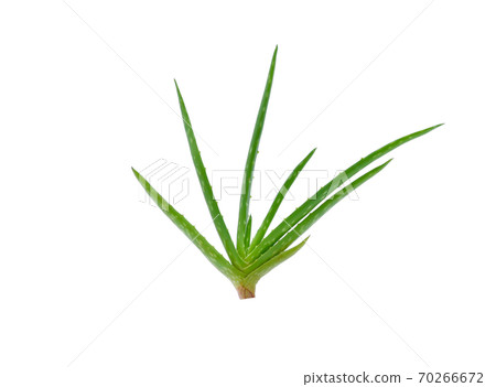 Aloe vera plant isolated on white background. 70266672