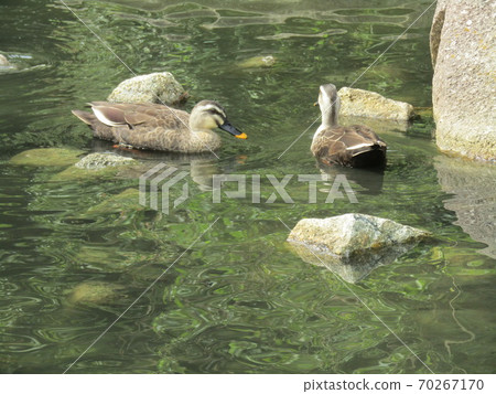 稻毛海濱公園的斑嘴鴨 70267170