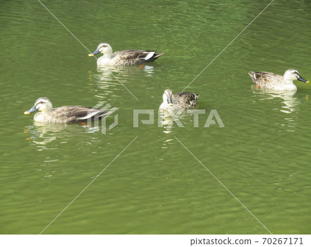 稻毛海濱公園的斑嘴鴨 稻毛海濱公園的斑嘴鴨 70267171