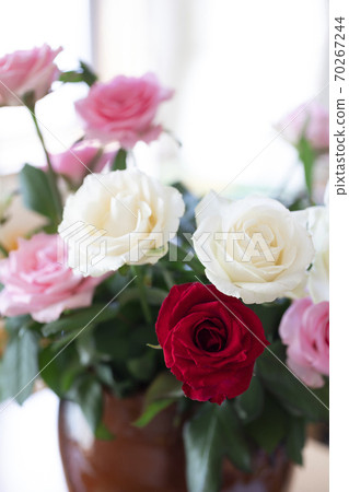 Bouquet of red, pink and white roses in a vase Bouquet of red, pink and white roses in a vase 70267244