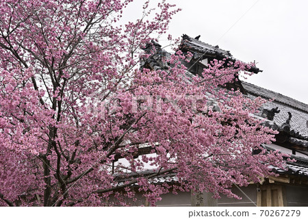 Choshuji Temple Okame Cherry Blossoms (Akame cherry tree) 70267279