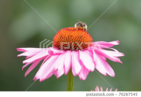 Insect on a pink flower Insect on a pink flower 70267545