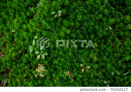 Green moss 70268327