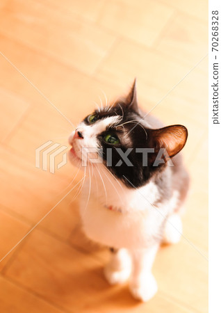 A cute kitten who complains of being hungry 70268328