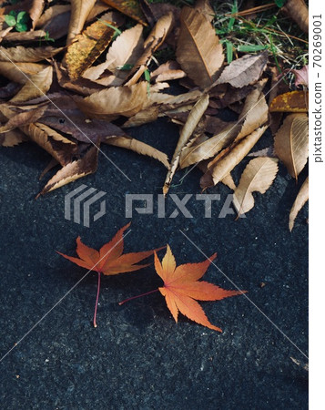 Autumn nature maple leaf background Autumn nature maple leaf background 70269001