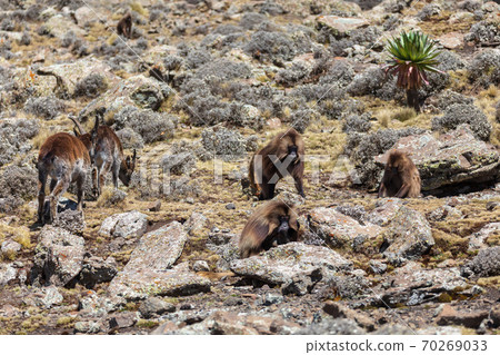 endemic Gelada in Simien mountain, Ethiopia endemic Gelada in Simien mountain, Ethiopia 70269033