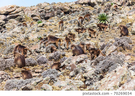 endemic Gelada in Simien mountain, Ethiopia endemic Gelada in Simien mountain, Ethiopia 70269034