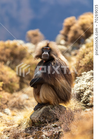endemic monkey Gelada in Simien mountain, Ethiopia 70269035