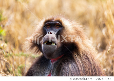 endemic monkey Gelada in Simien mountain, Ethiopia 70269038