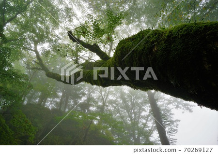Forest of Ai Pass covered with fog Forest of Ai Pass covered with fog 70269127