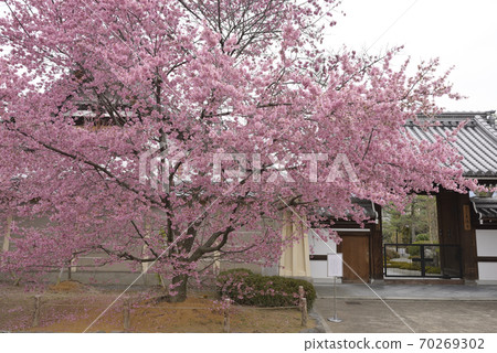 Choshuji Temple Okame Cherry Blossoms (Akame cherry tree) 70269302