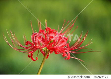 A single cluster amaryllis against a green background A single cluster amaryllis against a green background 70269377