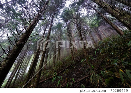 Yamabushi forest belt Yamabushi forest belt 70269459