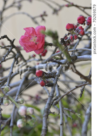 Zuishizan Kanga Genpei Weeping peach (flower peach) bud 70269879