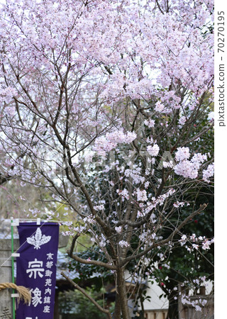 櫻花在京都Miyon Munakata神社 70270195