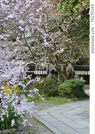 Cherry blossoms at Kyoto Miyon Munakata shrine Cherry blossoms at Kyoto Miyon Munakata shrine 70270199