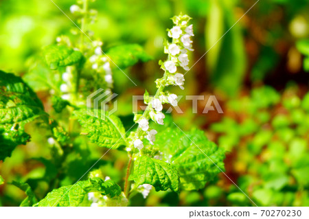 Shiso no Hana Ooba 70270230