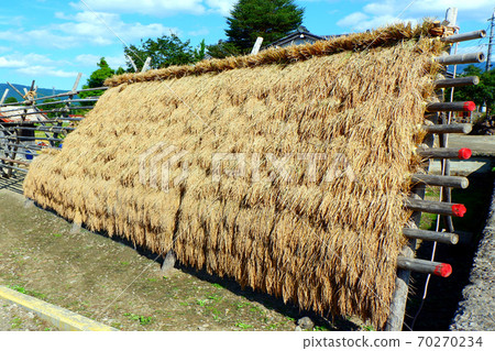 Rice harvesting, dried rice, hasakake Rice harvesting, dried rice, hasakake 70270234