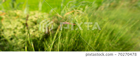 Dragonfly standing over the top of the sprig 70270478