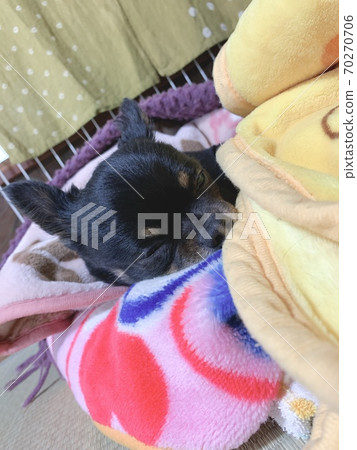 Sleepy chihuahua Sleepy chihuahua 70270706