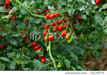 Red ripe cherry tomatoes grow on branches in greenhouse Red ripe cherry tomatoes grow on branches in greenhouse 70270774