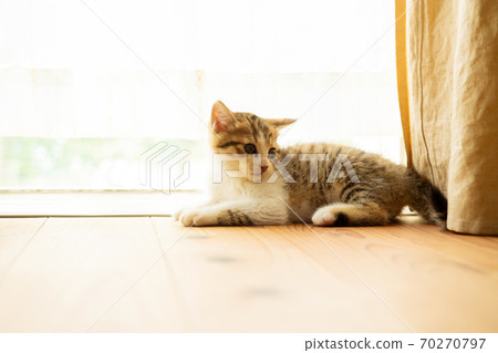 Window kitten 70270797