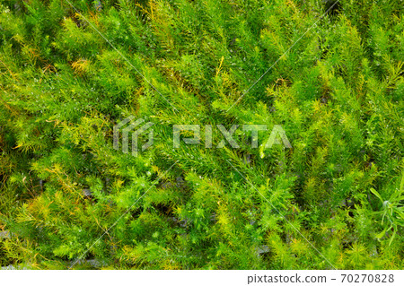 Green ferny asparagus foliage with drops of water Green ferny asparagus foliage with drops of water 70270828