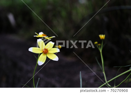 Winter Cosmos Winter Cosmos 70270908