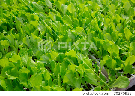 Rows of ripe green spinach plants in greenhouse 70270935