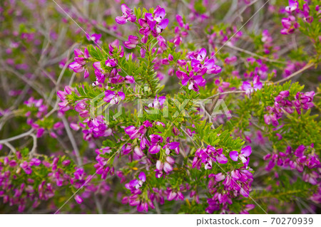 polygala myrtifolia blossom 70270939