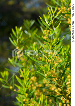 Blooming of Acacia dodonaeifolia 70271027