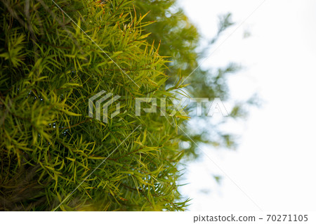 Flax-leaved Paperbark is a Melaleuca tree species with fragrant leaves 70271105