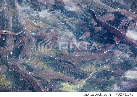 Sturgeon swimming underwater Sturgeon swimming underwater 70271172