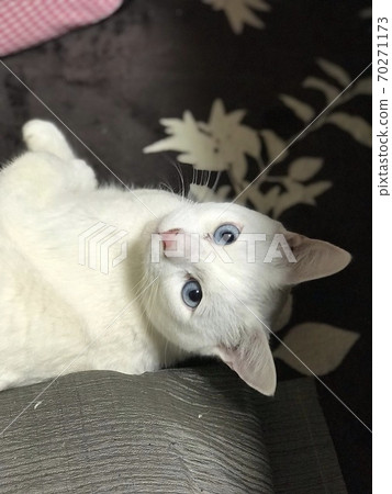 Relaxing white cat Relaxing white cat 70271173