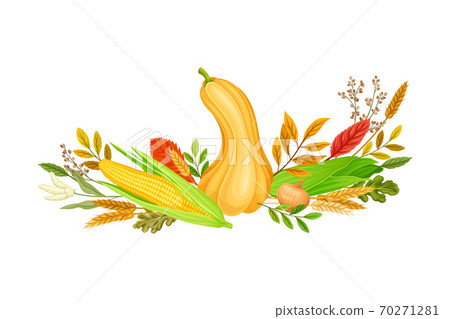 Autumn Foliage with Pumpkin and Corn Cobs Vector Composition 70271281
