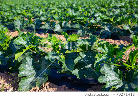 Young zucchini plants growing on farm land Young zucchini plants growing on farm land 70271418