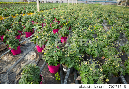 Flowers of tomato seedlings 70271548