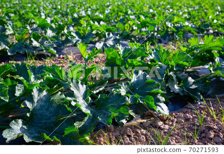 Young zucchini plants growing on farm land 70271593