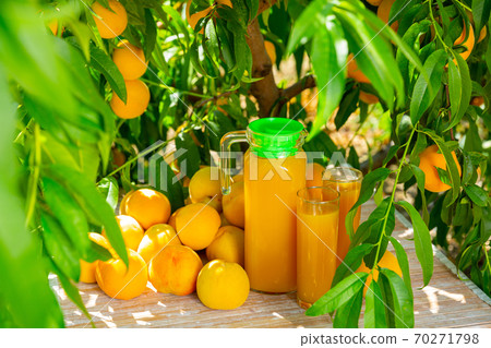 Jug of freshly squeezed peaches juice with peaches in an outdoor setting during summer Jug of freshly squeezed peaches juice with peaches in an outdoor setting during summer 70271798