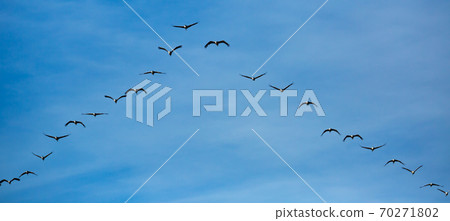 Large flock of cranes flying in sky 70271802
