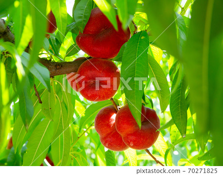 Saturn peaches growing on tree in orchard Saturn peaches growing on tree in orchard 70271825
